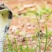 10 King Cobras seen at an altitude of 9000 feet in Everest