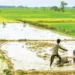 देश की इकॉनमी को मिला खेती-बाड़ी का सहारा