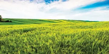 Fertile land for many crops will be destroyed