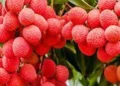 litchi