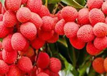 litchi