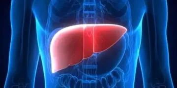 liver