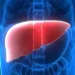 liver