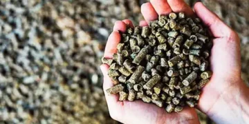 China became dependent on India for rapeseed meal