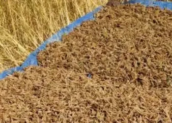 India’s millet standard gains global recognition