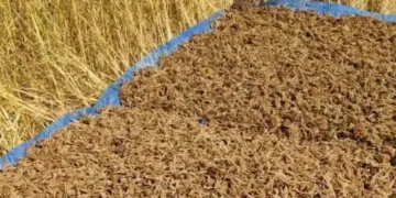 India’s millet standard gains global recognition