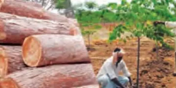 Farmers are earning millions by cultivating Malabar neem