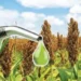 Say goodbye to petrol! Now ethanol will be made from sweet sorghum.