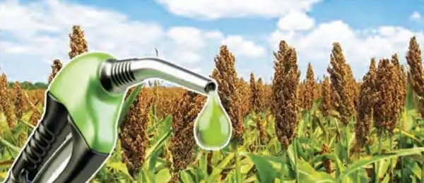 Say goodbye to petrol! Now ethanol will be made from sweet sorghum.