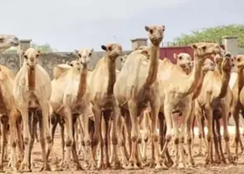 Camel milk revolution