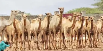 Camel milk revolution