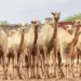 Camel milk revolution