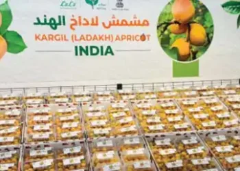 Kargil apricots reach Saudi Arabia