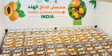 Kargil apricots reach Saudi Arabia