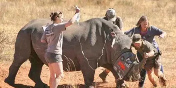 Project-to-protect-rhinos-from-poaching