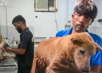 SC modifies earlier directions on stray dogs