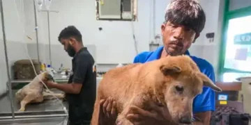 SC modifies earlier directions on stray dogs