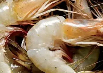 Shrimp exports to shrink