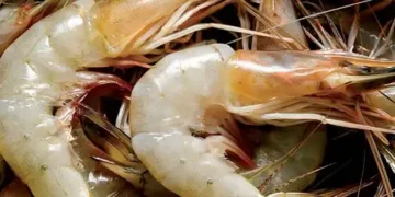 Shrimp exports to shrink