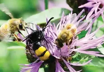 Wild vanilla and pollinators at risk
