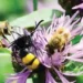 Wild vanilla and pollinators at risk