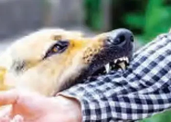 Supreme Court's big question to animal lovers...