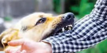 Supreme Court's big question to animal lovers...