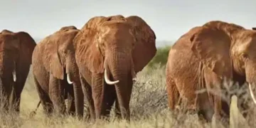 elephants