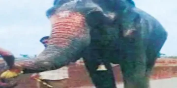 The issue of pigeon house in Mumbai and elephant 'Madhuri' in Kolhapur is hot