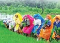 Agricultural workers of the state will now get Rs 6552 every month
