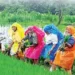 Agricultural workers of the state will now get Rs 6552 every month