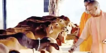 Mother cow will become the basis for the progress of the village