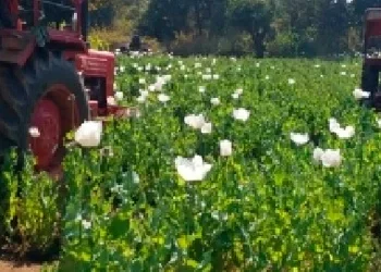 Centre paves way for more farmers to benefit from opium poppy cultivation