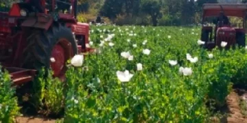 Centre paves way for more farmers to benefit from opium poppy cultivation