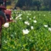 Centre paves way for more farmers to benefit from opium poppy cultivation