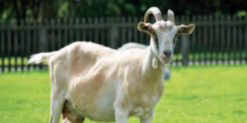 Farmers have developed a new cross-breed goat breed.