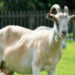 Farmers have developed a new cross-breed goat breed.