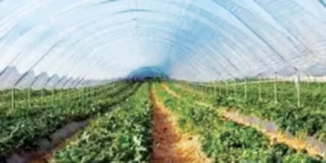 Guava poly house is being built in 500 square meters in Khusrobag