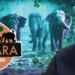 Supreme Court gives clean chit to Vantara