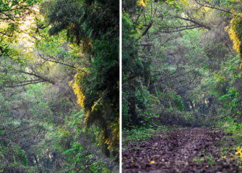 GFRA, GIM, Mission LiFE, FAO