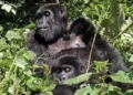 Tourism a blessing for gorillas
