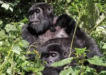 Tourism a blessing for gorillas