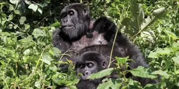 Tourism a blessing for gorillas