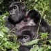 Tourism a blessing for gorillas