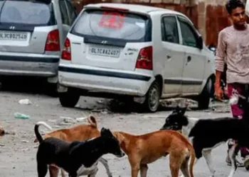 Apex court pulls up babus