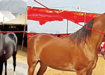 Shahbaz shines at the Pushkar Fair: The horse worth Rs 15 crore stole everyone's heart.