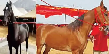 Shahbaz shines at the Pushkar Fair: The horse worth Rs 15 crore stole everyone's heart.