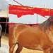 Shahbaz shines at the Pushkar Fair: The horse worth Rs 15 crore stole everyone's heart.