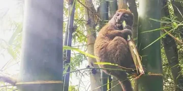 Unpalatable practice