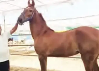 A mare worth Rs 1.17 crore arrives at the Nandurbar fair